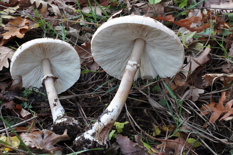 Macrolepiota da determinare